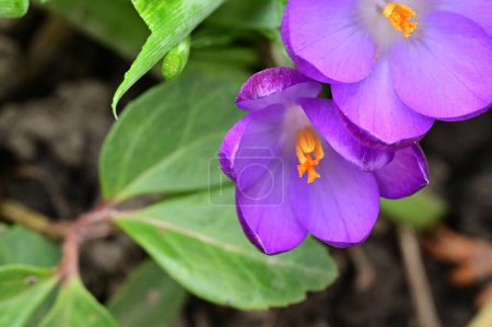 Foto de Hermosas flores de cocodrilo púrpura, vista de cerca - Imagen libre de derechos