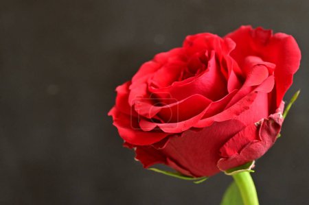 Foto de Hermosa rosa, flor, primer plano - Imagen libre de derechos