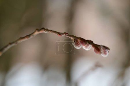 Foto de Primavera sauce capullos esponjosos, la flora y el follaje concepto - Imagen libre de derechos