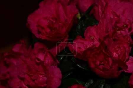 Téléchargez les photos : Vue rapprochée de belles fleurs roses - en image libre de droit