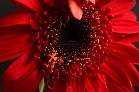 Foto de Flor de gerberas rojas, fondo de primavera. - Imagen libre de derechos