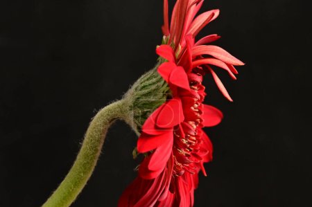 Foto de Flor de gerberas rojas, fondo de primavera. - Imagen libre de derechos