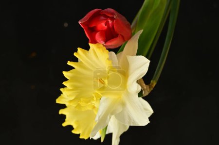 Téléchargez les photos : Gros plan de belle composition avec tulipe et jonquille - en image libre de droit
