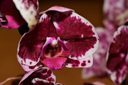 Foto de Composición floral. hermosas flores de planta de orquídea - Imagen libre de derechos