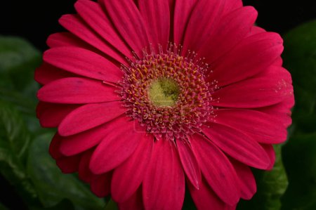 Téléchargez les photos : Gerbera  flower, spring background. - en image libre de droit
