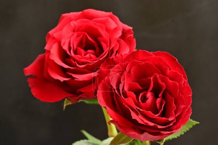 Téléchargez les photos : Belles roses fleurs, gros plan - en image libre de droit