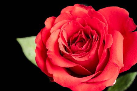 Téléchargez les photos : Belle rose, fleur, gros plan - en image libre de droit