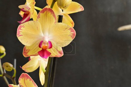 Téléchargez les photos : Gros plan de belles fleurs d'orchidée - en image libre de droit