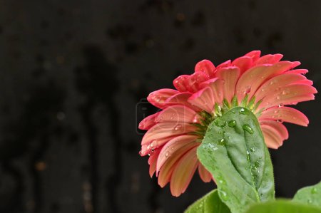 Téléchargez les photos : Gerbera fleur, fond de printemps. - en image libre de droit