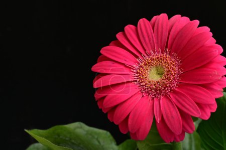 Photo for Gerbera  flower, spring background. - Royalty Free Image