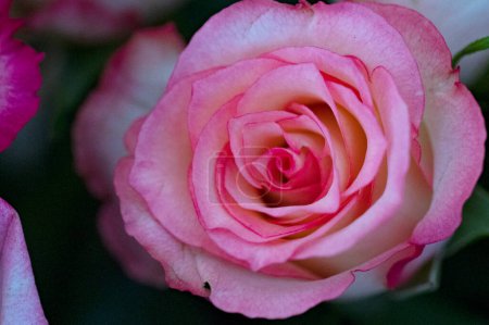 Téléchargez les photos : Belle rose, fleur, gros plan - en image libre de droit