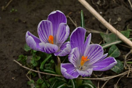 Photo for Beautiful purple crocus flowers, close up view - Royalty Free Image