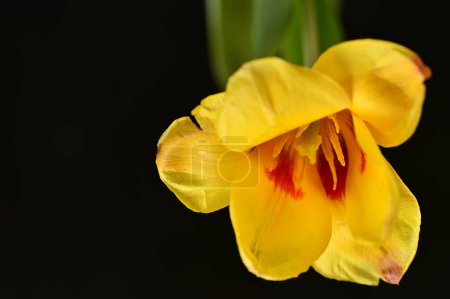 Téléchargez les photos : Belle fleur sur fond sombre, gros plan - en image libre de droit