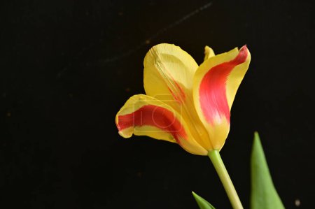 Photo for Beautiful  flower on dark background, close up - Royalty Free Image