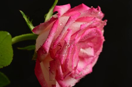 Foto de Hermosa flor de rosa, de cerca - Imagen libre de derechos