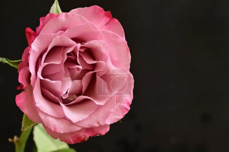 Foto de Hermosa flor de rosa, de cerca - Imagen libre de derechos