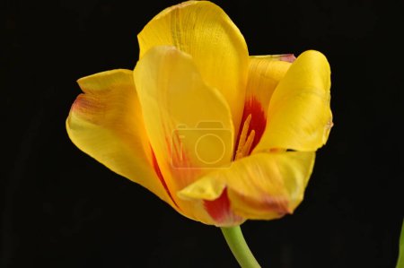 Foto de Hermosa flor de tulipán, de cerca - Imagen libre de derechos
