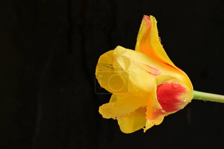 Photo for Beautiful tulip  flower, close up - Royalty Free Image
