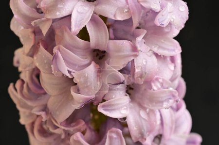Foto de Hermosa flor de jacinto, de cerca - Imagen libre de derechos