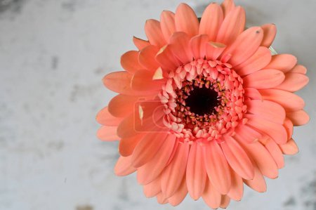 Téléchargez les photos : Gerbera  flower, spring background. - en image libre de droit