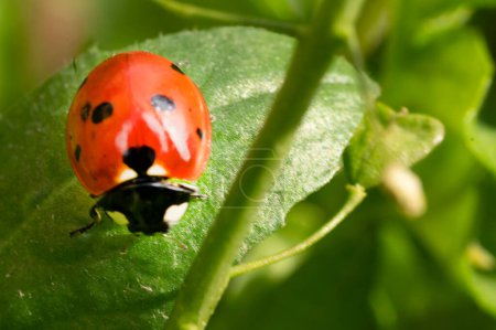 Photo for Ladybug in the garden - Royalty Free Image