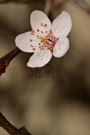 Foto de Manzano floreciente con flores, vista de cerca - Imagen libre de derechos