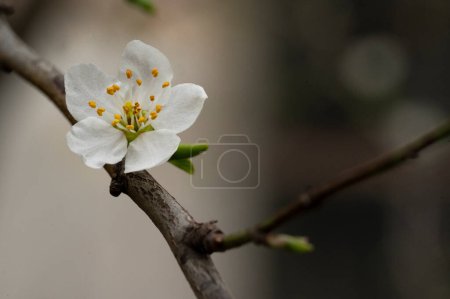 Photo for Blooming apple tree with flowers, close-up view - Royalty Free Image