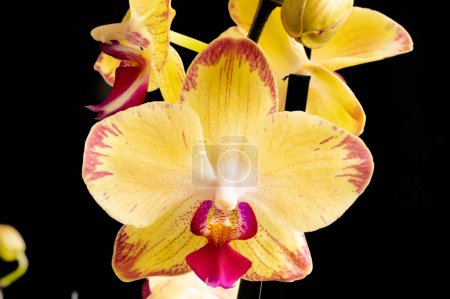 Téléchargez les photos : Gros plan de belles fleurs d'orchidée - en image libre de droit