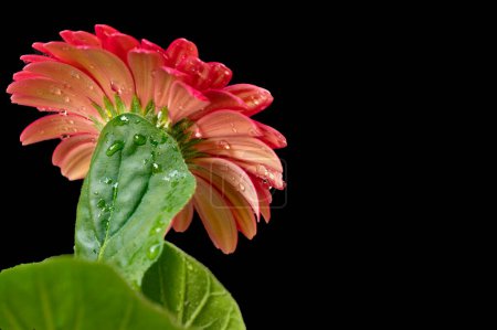 Téléchargez les photos : Belle fleur de gerbera sur fond noir - en image libre de droit
