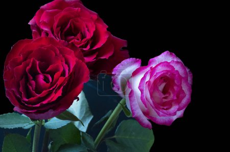 Foto de Hermosas rosas flores, de cerca - Imagen libre de derechos