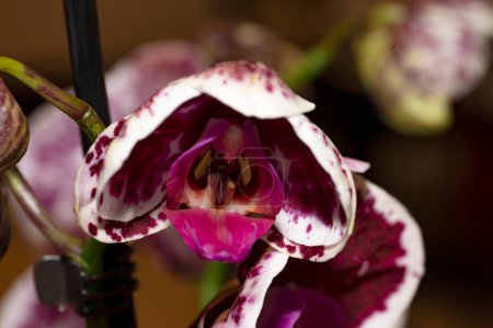 Foto de Primer plano de hermosas flores de orquídea - Imagen libre de derechos