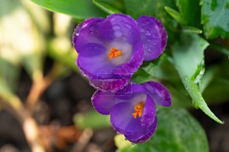 Téléchargez les photos : Gros plan de fleurs de crocus violet dans la forêt - en image libre de droit