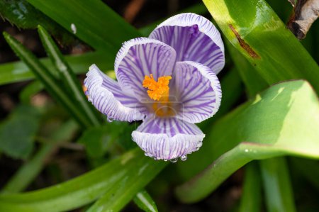 Foto de Primer plano de flor de cocodrilo púrpura en el bosque - Imagen libre de derechos