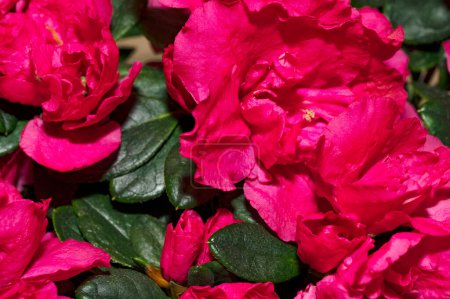 Téléchargez les photos : Vue rapprochée de belles fleurs roses - en image libre de droit