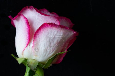Téléchargez les photos : Fleur rose et blanche sur fond sombre - en image libre de droit