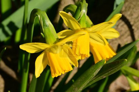 Foto de Beautiful daffodils, spring background. - Imagen libre de derechos
