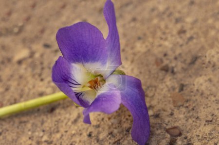 Foto de Hermosa flor violeta primavera - Imagen libre de derechos