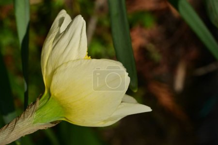 Téléchargez les photos : Bright daffodil flower, spring - en image libre de droit