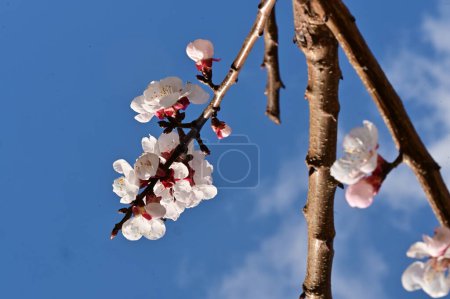 Foto de Flor de primavera, flores en el árbol en el fondo del cielo - Imagen libre de derechos