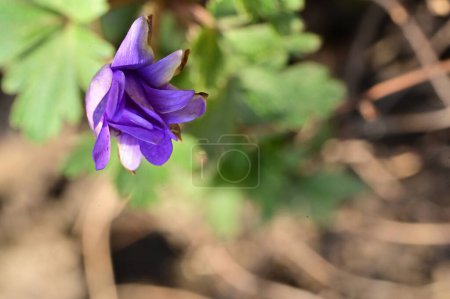 Téléchargez les photos : Belle fleur de printemps dans le jardin - en image libre de droit
