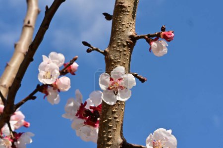 Foto de Hermosas flores blancas, flor de manzana sobre fondo azul del cielo - Imagen libre de derechos