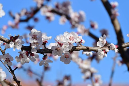 Téléchargez les photos : Belles fleurs blanches, fleur de pomme sur fond bleu ciel - en image libre de droit