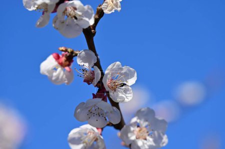 Foto de Hermosas flores blancas, flor de manzana sobre fondo azul del cielo - Imagen libre de derechos