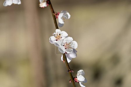Photo for Beautiful white flowers, apple blossom, close up view - Royalty Free Image