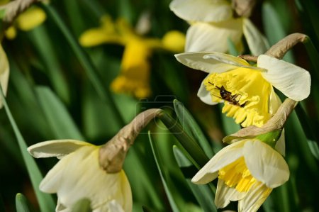 Téléchargez les photos : Beautiful daffodils, spring background. - en image libre de droit