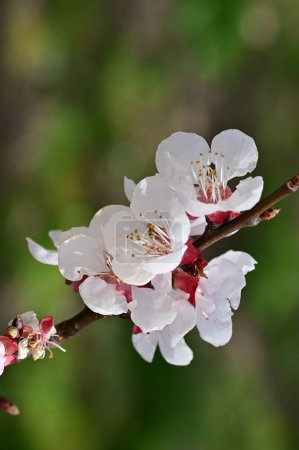 Foto de Hermosas flores blancas, flor de manzana - Imagen libre de derechos