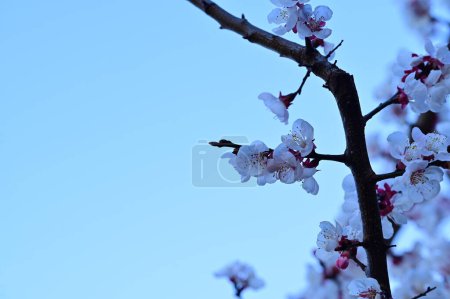 Foto de Hermosas flores blancas, flor de manzana - Imagen libre de derechos