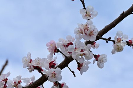 Foto de Hermosas flores blancas, flor de manzana, vista de cerca - Imagen libre de derechos