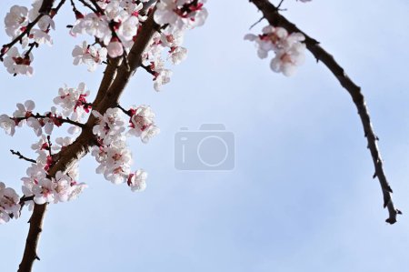 Foto de Hermosas flores blancas, flor de manzana, vista de cerca - Imagen libre de derechos