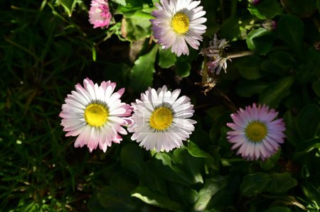 Foto de Hermosas flores blancas y rosadas, fondo floral - Imagen libre de derechos